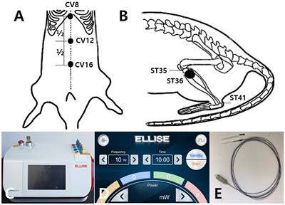 Analgesic effects and metabolome analyses of laser- and electro-acupuncture combined therapies in paclitaxel-induced neuropathic pain model